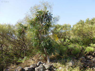 tenerife-0446y-sonchus-makchie